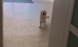 Dog Refuses To Climb Stairs During Blackout