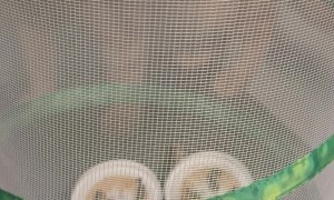 Cat Yearns To See Butterfly Growing Kit