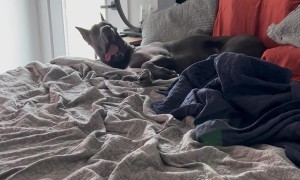 Sleepy Great Dane Refuses To Get Up