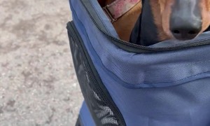 Monty and Lola Out for a Stroll