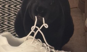 Bunny Munches Shoelaces