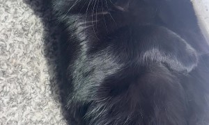Sunbathing Kitty Blocks Dogs' Doorway