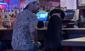 Man and Dog Belly Up at the Bar
