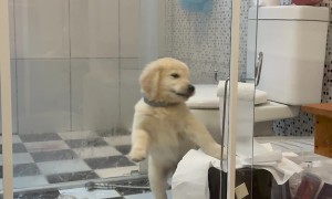 Golden Puppy Aslam Makes Toilet Paper Mess