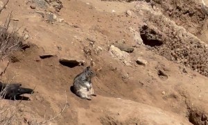 Squirrel Deep In Thought While Sitting On A Cliffside