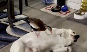 Labrador Retriever Playfully Pecked By Duck Sibling