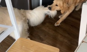 He's the Middle Child