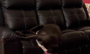 Sleeping Dog Falls Off Couch
