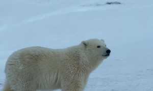 Polar Bear Mama and Her Two Cubs