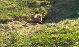 Fox Cubs Poking Their Head Out