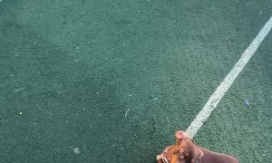 Scoring Goals on Bruno