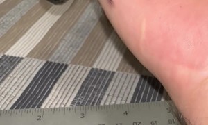 Asian Forest Scorpion