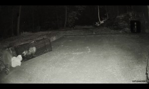 Raccoon and Possum Accidentally Get Stuck in Cage Together