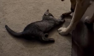 Sweet Dog Is Cat’s Best Friend