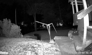 Bear Raids a Bird Feeder