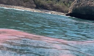Jellyfish Off the Coast of Jalisco