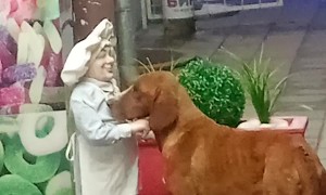 Dog Gets Pet by a Statue