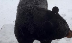 Black Bear Sits on Command