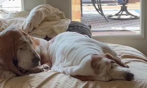 Basset Hound's Jowls Flap In The Wind Of Snores