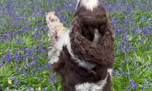 Spaniel Dances Through Bluebell Woods