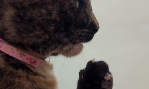 Cat Shocked By Stinky Foot's Smell