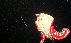 Underwater Butterfly