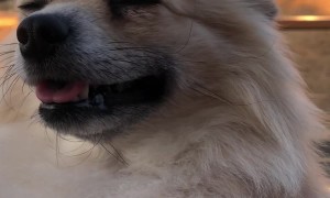 Pomeranian Chest Floof