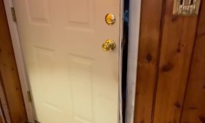 Mr. Doorman the Bear