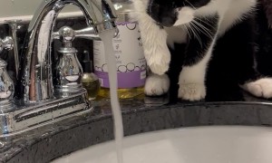 When I Say My Cat Loves Water