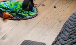 Puppy Does Battle With a Blueberry