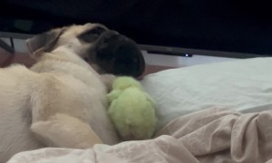Chick Teasing a Pug