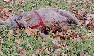 Labrador Retriever Plays in Leafy Mud Puddle