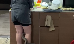 Cat Calms Down a Baby