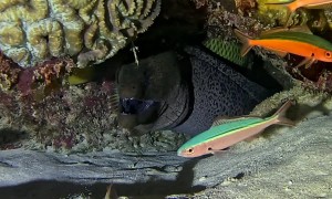 Fish Has a Close Call With Moray Eel