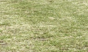 Mini Tornado in Auckland Soccer Field