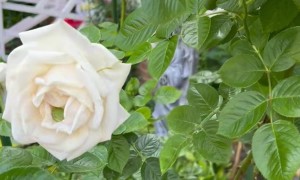 Tree Frog Cozy in a Rose