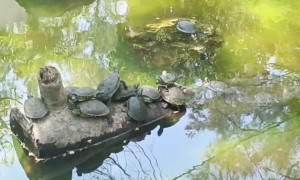 Graceful Ballet Turtle