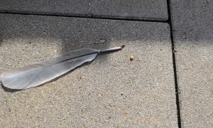 Hard-Working Ant Pulls Giant Feather