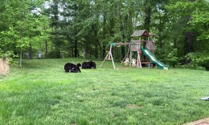 Four Bear Cubs Play in the Backyard