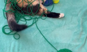 Playful Cat Caught Covered In Yarn
