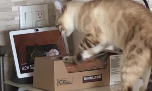 Cat Paws At Pound Cake