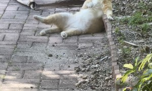 South Beach Cats Are Built Different