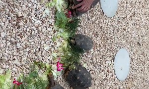 AirBnB Host Shows Guest How to Feed the Turtles