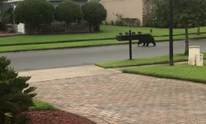 Black Bear Takes Stroll In Florida Neighborhood