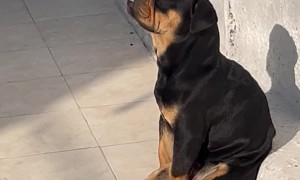 Chop Likes to Sunbathe