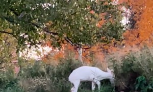 White Deer on NMU's Campus