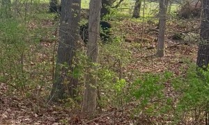 Baby Bears Practice Climbing Skills