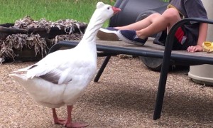 Teasing Goose Gives Kisses