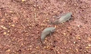 Fish Flop Across Road Together