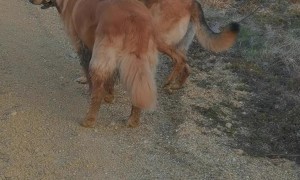 Two Friends Share a Stick